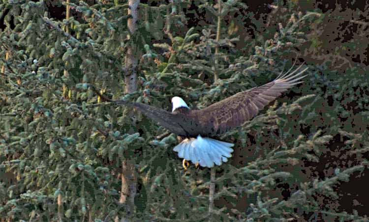 flying eagle